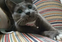 Минута отдыха Мощные челюсти с клыками у котиков, которые чем-то похожи на вампиров Животные 