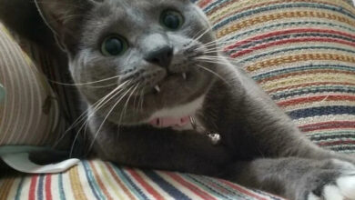 Минута отдыха Мощные челюсти с клыками у котиков, которые чем-то похожи на вампиров Животные 