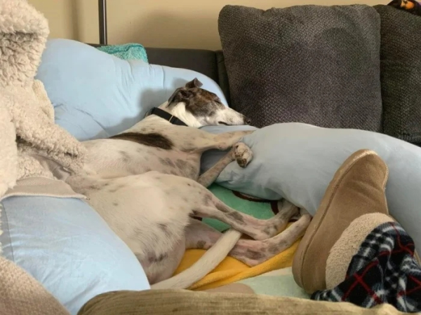 Минута отдыха Забавные снимки питомцев, которые захватили кровати своих хозяев Животные 