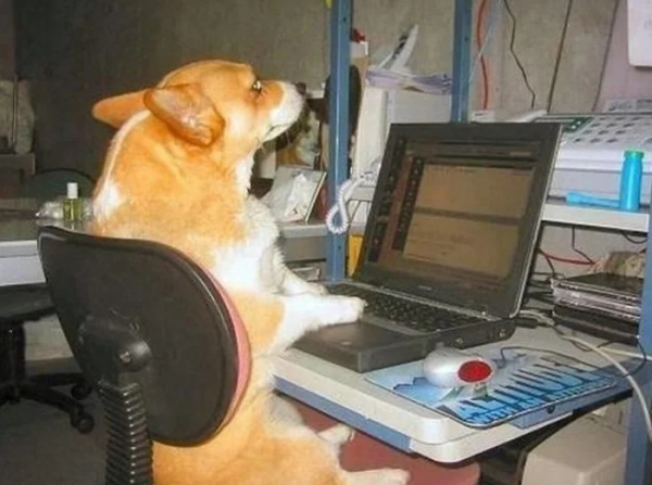 Минута отдыха Питомцы помогают своим хозяевам с работой из дома и превращают рутину в веселье Животные Минута отдыха Питомцы помогают своим хозяевам с работой из дома и превращают рутину в веселье Животные