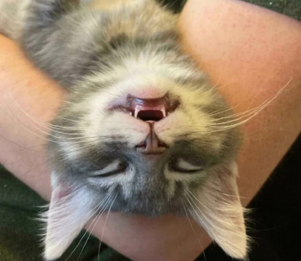 Минута отдыха Мощные челюсти с клыками у котиков, которые чем-то похожи на вампиров Животные Минута отдыха Мощные челюсти с клыками у котиков, которые чем-то похожи на вампиров Животные