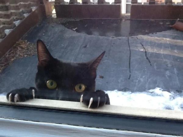 Минута отдыха Забавные снимки из жизни эмоциональных котанов Животные 