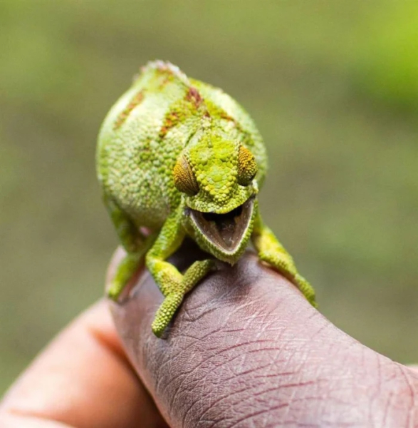 Минута отдыха Улыбки животных поднимут настроение лучше любой шутки Животные Минута отдыха Улыбки животных поднимут настроение лучше любой шутки Животные