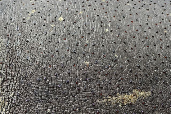 Минута отдыха Бегемот: потеет «кровью», охотится на крокодилов и не умеет плавать Интересное Минута отдыха Бегемот: потеет «кровью», охотится на крокодилов и не умеет плавать Интересное