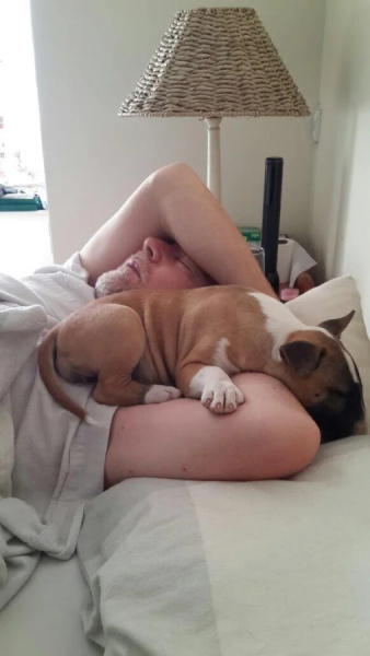 Минута отдыха Забавные снимки питомцев, которые захватили кровати своих хозяев Животные 