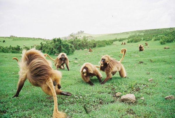Минута отдыха Гелада: грива, клыки и вечные кровавые разборки Интересное 