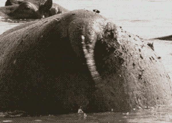 Минута отдыха Бегемот: потеет «кровью», охотится на крокодилов и не умеет плавать Интересное Минута отдыха Бегемот: потеет «кровью», охотится на крокодилов и не умеет плавать Интересное