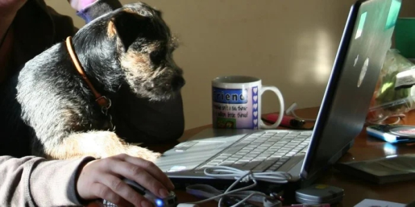 Минута отдыха Питомцы помогают своим хозяевам с работой из дома и превращают рутину в веселье Животные Минута отдыха Питомцы помогают своим хозяевам с работой из дома и превращают рутину в веселье Животные