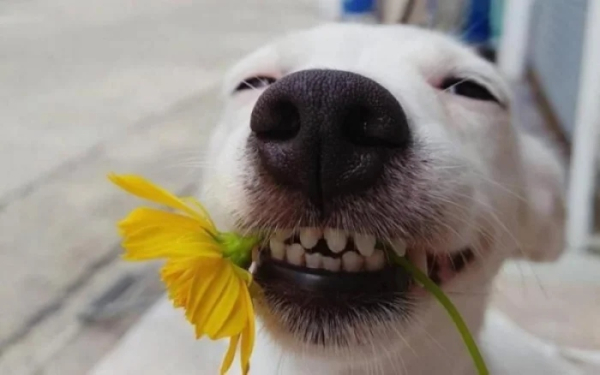 Минута отдыха Улыбки животных поднимут настроение лучше любой шутки Животные Минута отдыха Улыбки животных поднимут настроение лучше любой шутки Животные