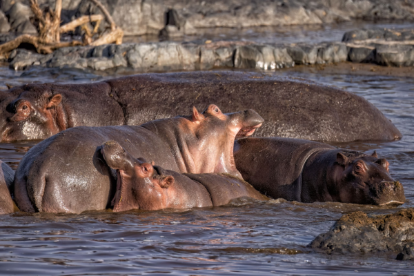 Минута отдыха Бегемот: потеет «кровью», охотится на крокодилов и не умеет плавать Интересное Минута отдыха Бегемот: потеет «кровью», охотится на крокодилов и не умеет плавать Интересное