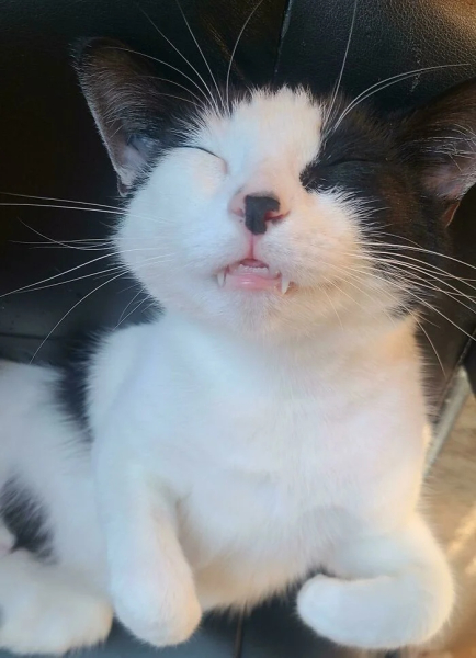 Минута отдыха Мощные челюсти с клыками у котиков, которые чем-то похожи на вампиров Животные Минута отдыха Мощные челюсти с клыками у котиков, которые чем-то похожи на вампиров Животные