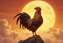 Минута отдыха Что ждет Петухов в 2026 году: год судьбоносных решений и неожиданных поворотов Интересное 