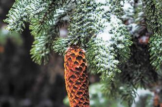 Минута отдыха Хвойный лес заряжает здоровьем на весь год Сад огород 