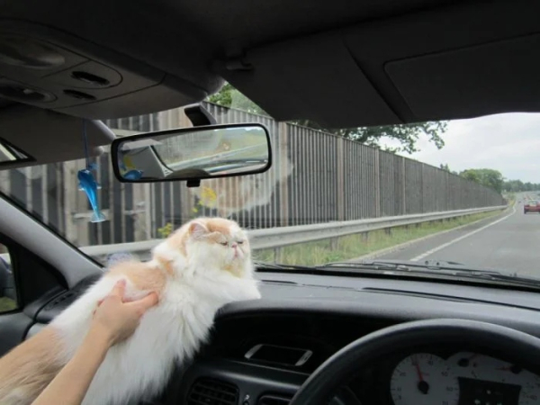 Минута отдыха Забавные снимки из жизни эмоциональных котанов Животные 