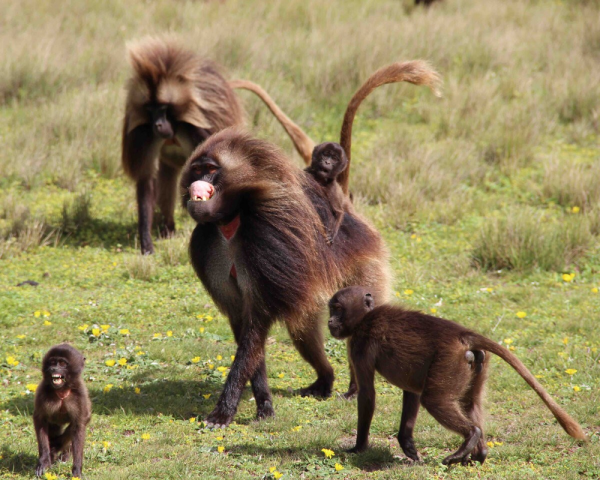 Минута отдыха Гелада: грива, клыки и вечные кровавые разборки Интересное 