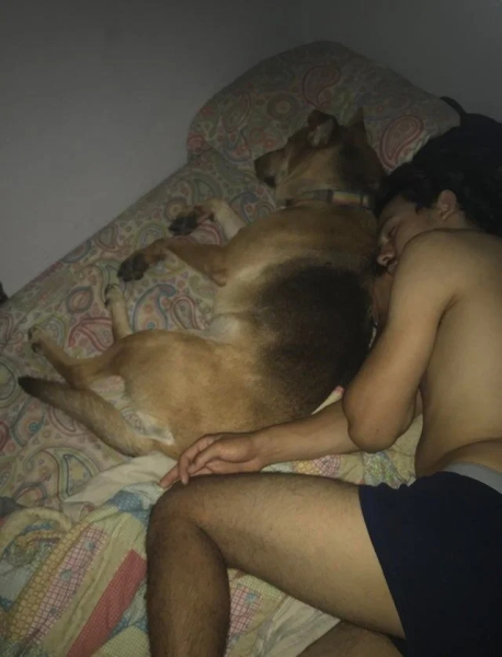 Минута отдыха Забавные снимки питомцев, которые захватили кровати своих хозяев Животные 