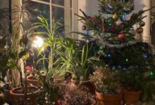 Минута отдыха Выращиваем праздничное настроение Сад огород 