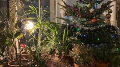 Минута отдыха Выращиваем праздничное настроение Сад огород 