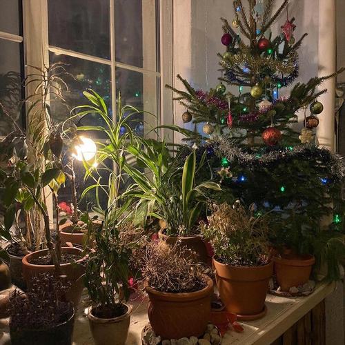 Минута отдыха Выращиваем праздничное настроение Сад огород Минута отдыха Выращиваем праздничное настроение Сад огород