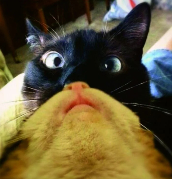 Минута отдыха Забавные снимки из жизни эмоциональных котанов Животные 