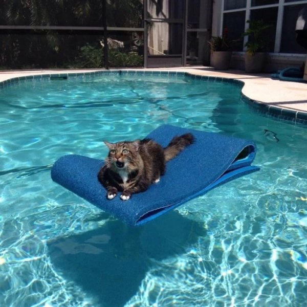 Минута отдыха Забавные снимки из жизни эмоциональных котанов Животные 