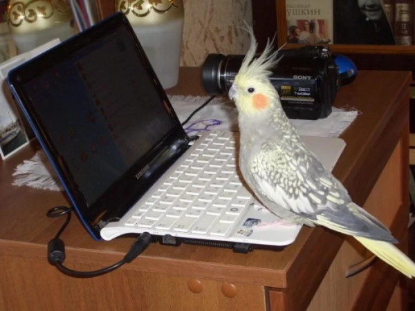 Минута отдыха Питомцы помогают своим хозяевам с работой из дома и превращают рутину в веселье Животные Минута отдыха Питомцы помогают своим хозяевам с работой из дома и превращают рутину в веселье Животные