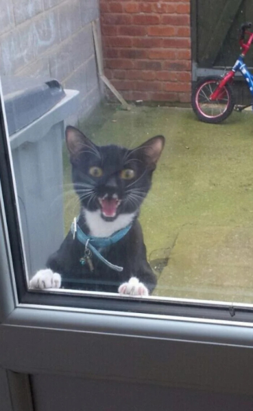 Минута отдыха Забавные снимки из жизни эмоциональных котанов Животные 