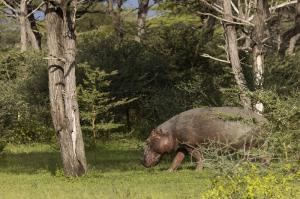 Минута отдыха Бегемот: потеет «кровью», охотится на крокодилов и не умеет плавать Интересное Минута отдыха Бегемот: потеет «кровью», охотится на крокодилов и не умеет плавать Интересное