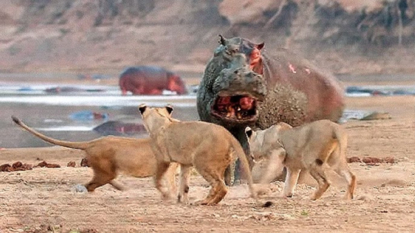 Минута отдыха Бегемот: потеет «кровью», охотится на крокодилов и не умеет плавать Интересное Минута отдыха Бегемот: потеет «кровью», охотится на крокодилов и не умеет плавать Интересное