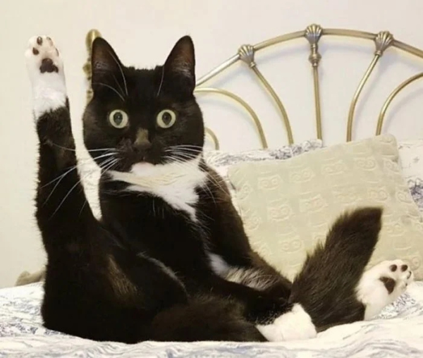 Минута отдыха Забавные снимки из жизни эмоциональных котанов Животные 