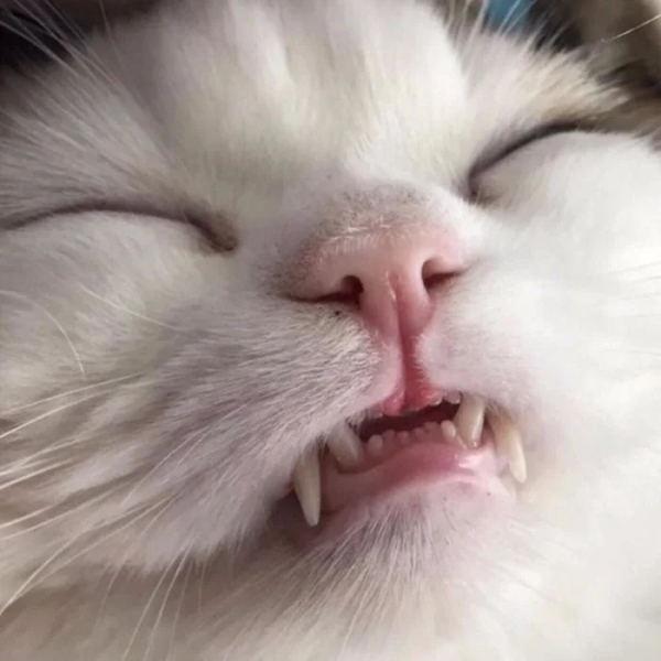 Минута отдыха Мощные челюсти с клыками у котиков, которые чем-то похожи на вампиров Животные Минута отдыха Мощные челюсти с клыками у котиков, которые чем-то похожи на вампиров Животные