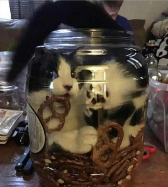 Минута отдыха Забавные снимки из жизни эмоциональных котанов Животные 