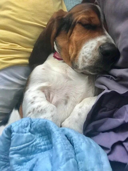 Минута отдыха Забавные снимки питомцев, которые захватили кровати своих хозяев Животные 