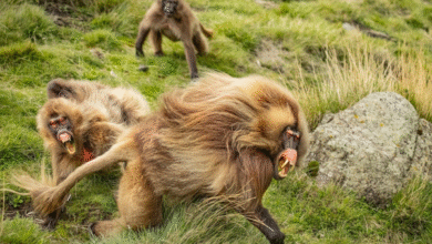 Минута отдыха Гелада: грива, клыки и вечные кровавые разборки Интересное Минута отдыха Гелада: грива, клыки и вечные кровавые разборки Интересное