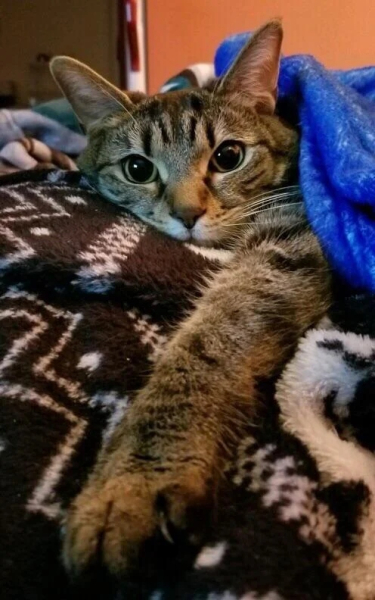 Минута отдыха Забавные снимки питомцев, которые захватили кровати своих хозяев Животные 