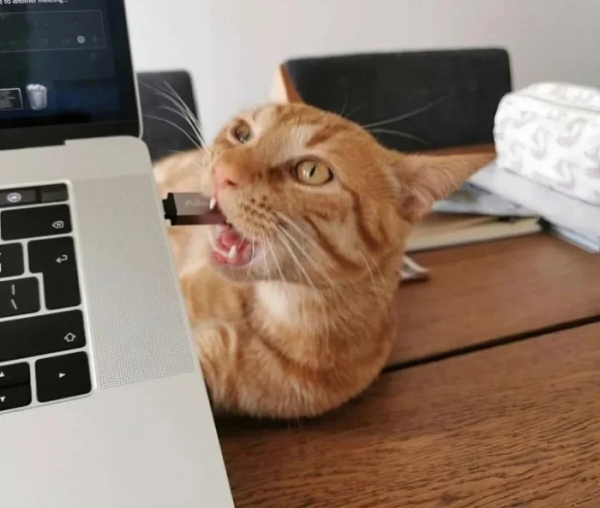 Минута отдыха Питомцы помогают своим хозяевам с работой из дома и превращают рутину в веселье Животные Минута отдыха Питомцы помогают своим хозяевам с работой из дома и превращают рутину в веселье Животные