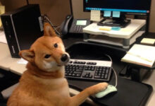 Минута отдыха Питомцы помогают своим хозяевам с работой из дома и превращают рутину в веселье Животные 