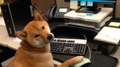 Минута отдыха Питомцы помогают своим хозяевам с работой из дома и превращают рутину в веселье Животные 