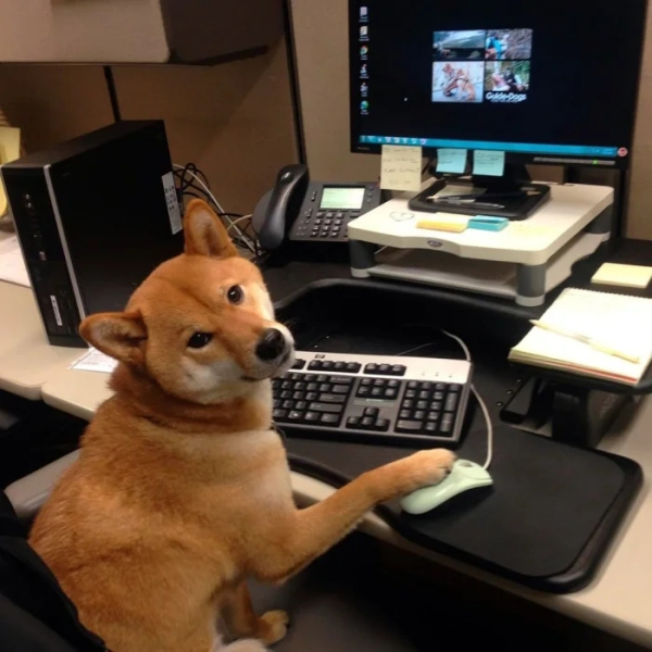 Минута отдыха Питомцы помогают своим хозяевам с работой из дома и превращают рутину в веселье Животные Минута отдыха Питомцы помогают своим хозяевам с работой из дома и превращают рутину в веселье Животные