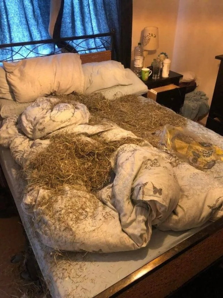 Минута отдыха Забавные снимки питомцев, которые захватили кровати своих хозяев Животные 