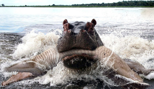 Минута отдыха Бегемот: потеет «кровью», охотится на крокодилов и не умеет плавать Интересное Минута отдыха Бегемот: потеет «кровью», охотится на крокодилов и не умеет плавать Интересное