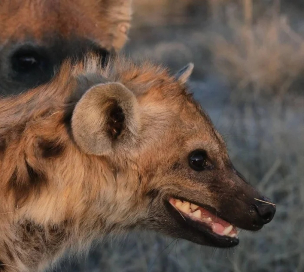 Минута отдыха Улыбки животных поднимут настроение лучше любой шутки Животные Минута отдыха Улыбки животных поднимут настроение лучше любой шутки Животные