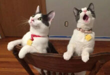 Минута отдыха Забавные снимки из жизни эмоциональных котанов Животные 