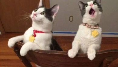 Минута отдыха Забавные снимки из жизни эмоциональных котанов Животные Минута отдыха Забавные снимки из жизни эмоциональных котанов Животные