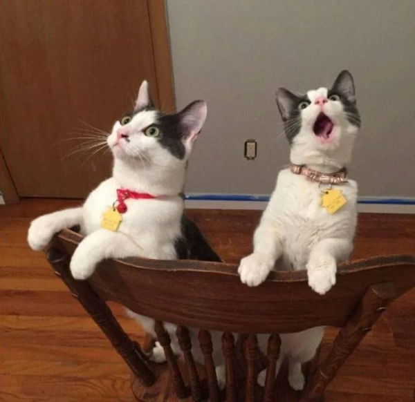 Минута отдыха Забавные снимки из жизни эмоциональных котанов Животные 