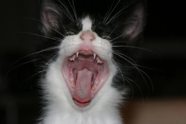 Минута отдыха Мощные челюсти с клыками у котиков, которые чем-то похожи на вампиров Животные Минута отдыха Мощные челюсти с клыками у котиков, которые чем-то похожи на вампиров Животные