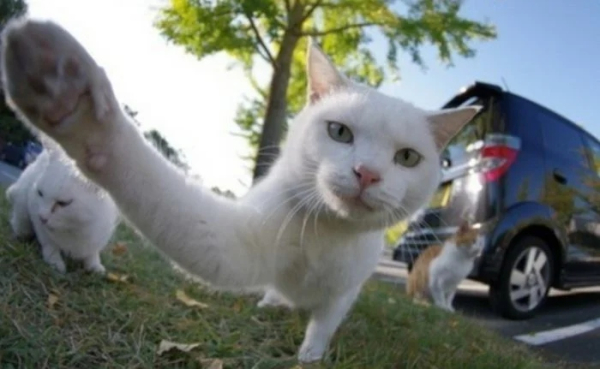 Минута отдыха Забавные снимки из жизни эмоциональных котанов Животные 