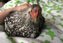 Минута отдыха Забавные снимки питомцев, которые захватили кровати своих хозяев Животные 