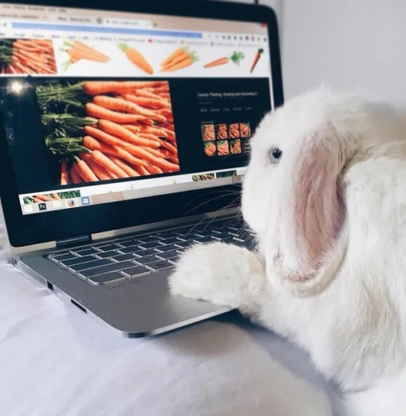 Минута отдыха Питомцы помогают своим хозяевам с работой из дома и превращают рутину в веселье Животные Минута отдыха Питомцы помогают своим хозяевам с работой из дома и превращают рутину в веселье Животные