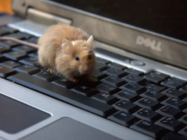 Минута отдыха Питомцы помогают своим хозяевам с работой из дома и превращают рутину в веселье Животные Минута отдыха Питомцы помогают своим хозяевам с работой из дома и превращают рутину в веселье Животные